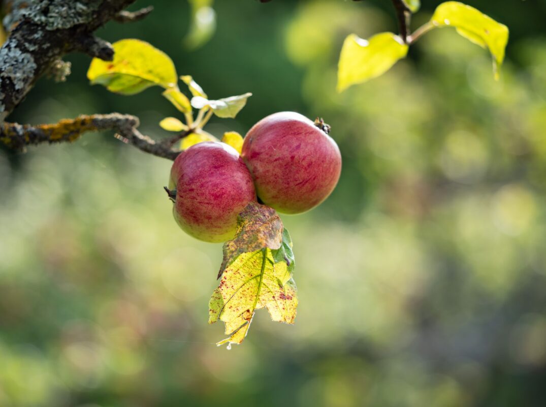 Malus Écologique 2025 : Barème et Calcul