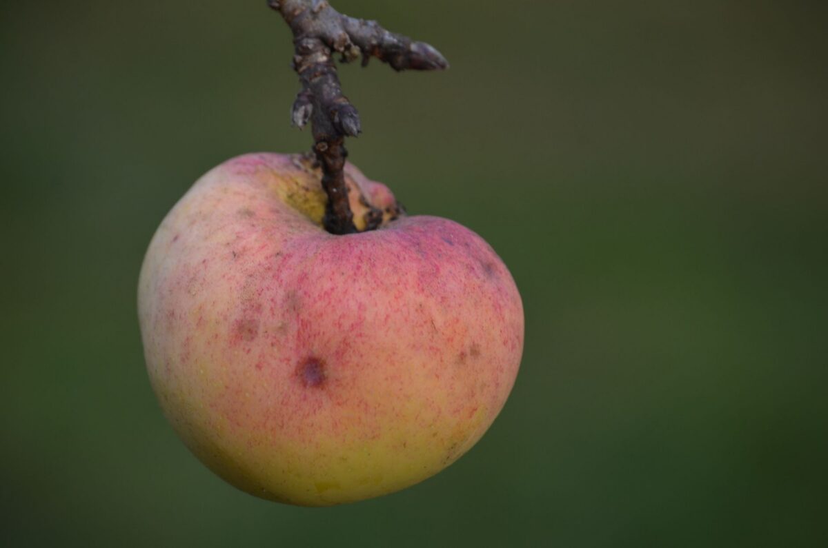 Malus Écologique 2025 : Barème et Calcul